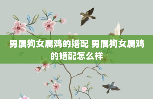 男属狗女属鸡的婚配 男属狗女属鸡的婚配怎么样