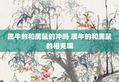 属牛的和属鼠的冲吗 属牛的和属鼠的相克嘛