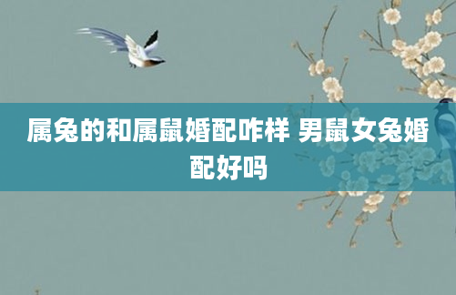 属兔的和属鼠婚配咋样 男鼠女兔婚配好吗