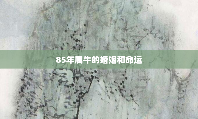 85年属牛的婚姻和命运