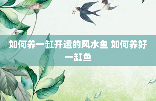 如何养一缸开运的风水鱼 如何养好一缸鱼