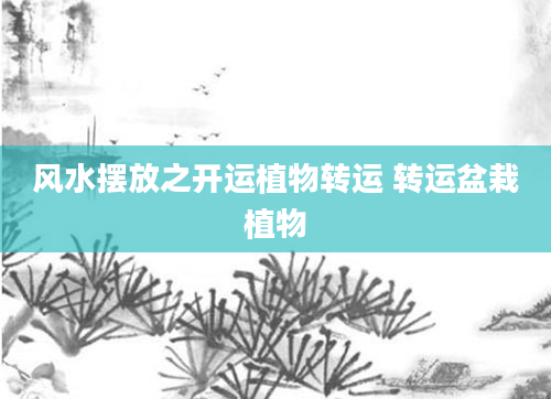 风水摆放之开运植物转运 转运盆栽植物
