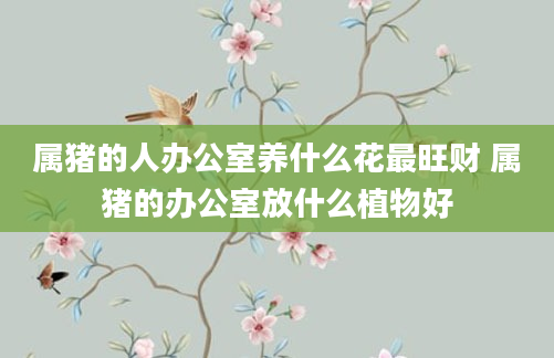 属猪的人办公室养什么花最旺财 属猪的办公室放什么植物好