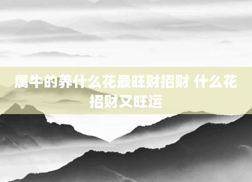 属牛的养什么花最旺财招财 什么花招财又旺运