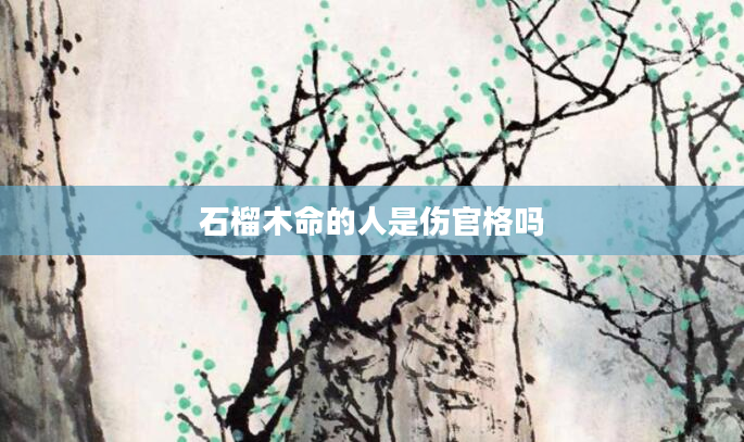 石榴木命的人是伤官格吗