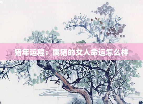 猪年运程：属猪的女人命运怎么样