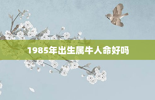 1985年出生属牛人命好吗