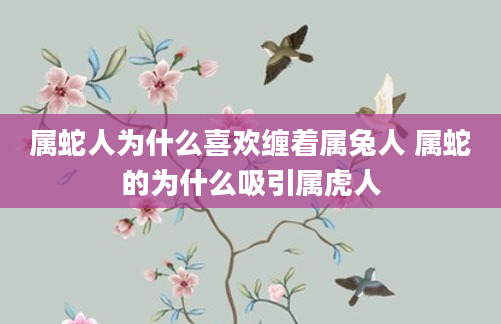 属蛇人为什么喜欢缠着属兔人 属蛇的为什么吸引属虎人