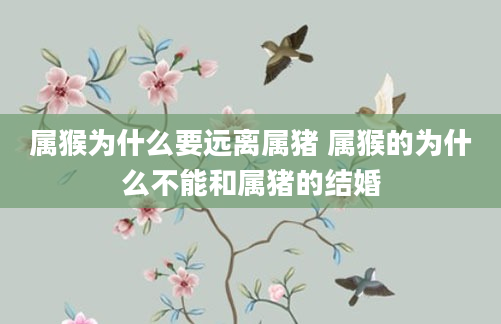 属猴为什么要远离属猪 属猴的为什么不能和属猪的结婚