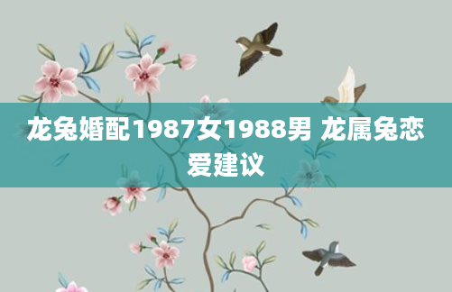 龙兔婚配1987女1988男 龙属兔恋爱建议
