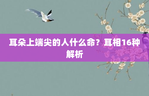 耳朵上端尖的人什么命？耳相16种解析