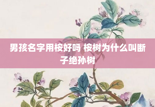 男孩名字用桉好吗 桉树为什么叫断子绝孙树