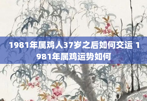 1981年属鸡人37岁之后如何交运 1981年属鸡运势如何