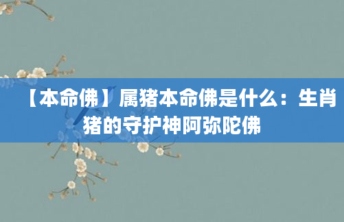 【本命佛】属猪本命佛是什么：生肖猪的守护神阿弥陀佛