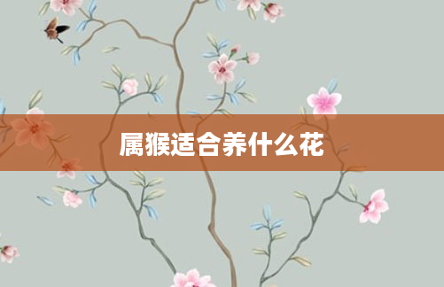 属猴适合养什么花