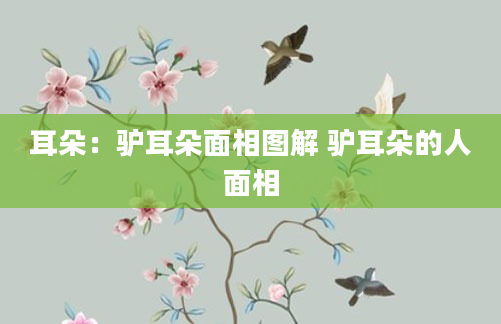 耳朵：驴耳朵面相图解 驴耳朵的人面相