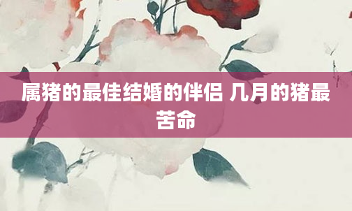 属猪的最佳结婚的伴侣 几月的猪最苦命