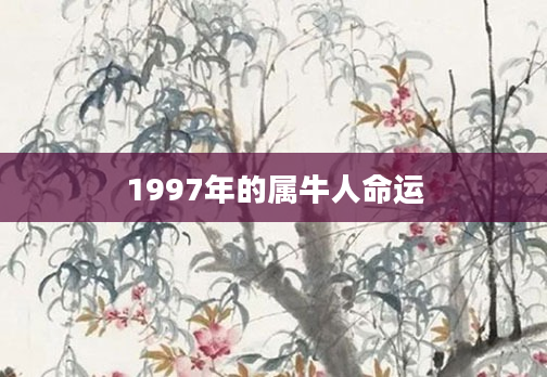 1997年的属牛人命运
