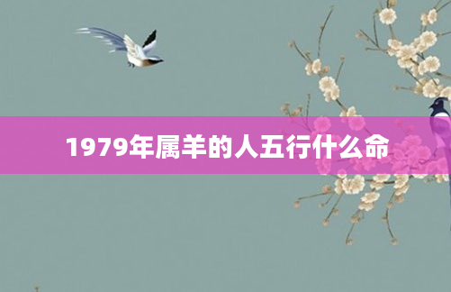 1979年属羊的人五行什么命