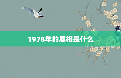 1978年的属相是什么