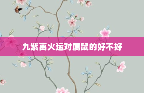 九紫离火运对属鼠的好不好
