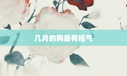 几月的狗最有福气