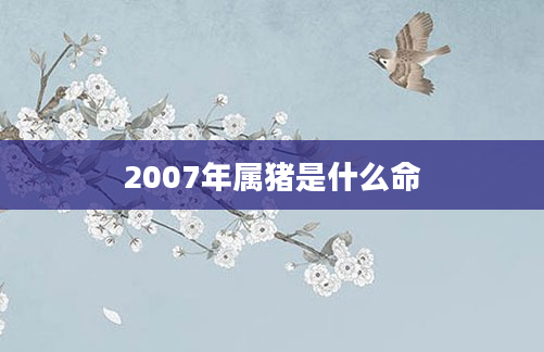 2007年属猪是什么命