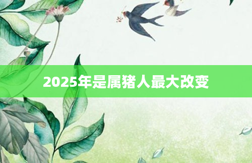 2025年是属猪人最大改变
