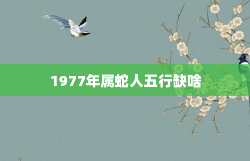 1977年属蛇人五行缺啥