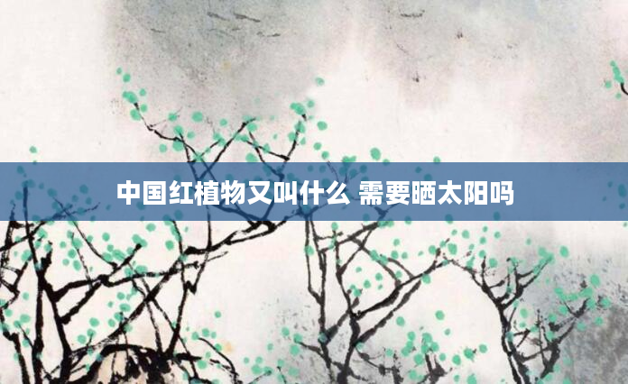 中国红植物又叫什么 需要晒太阳吗