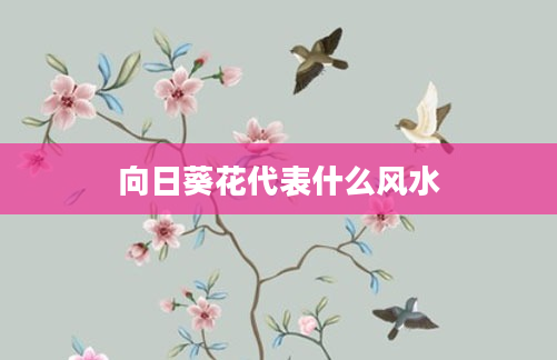 向日葵花代表什么风水