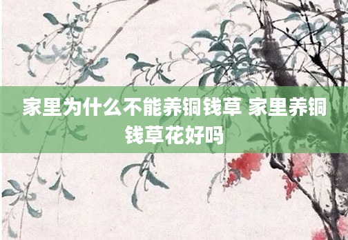 家里为什么不能养铜钱草 家里养铜钱草花好吗