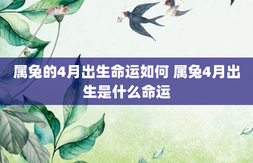 属兔的4月出生命运如何 属兔4月出生是什么命运